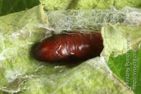 Attēlu rezultāti vaicājumam “Gelechia jakovlevi”