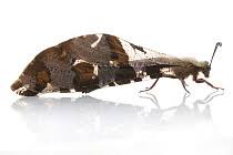 Attēlu rezultāti vaicājumam “Myrmeleontidae imago”