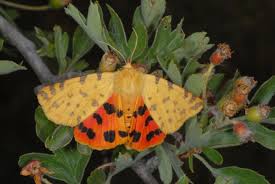 Attēlu rezultāti vaicājumam “Rhyparia purpurata”