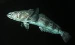 sustainable seafood | The Last Ocean