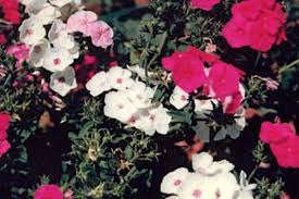 Image result for Phlox drummondii