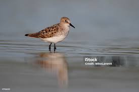 Attēlu rezultāti vaicājumam “Calidris minuta”