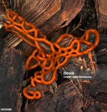 Attēlu rezultāti vaicājumam “Hemitrichia serpula macro”