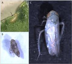 Attēlu rezultāti vaicājumam “Macrosteles sp.”