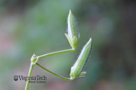 Attēlu rezultāti vaicājumam “Oxalis corniculata fruit”