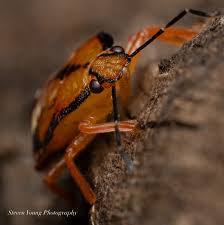 Attēlu rezultāti vaicājumam “Macrosteles sp. nymph”