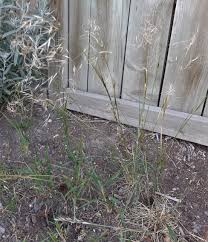 Attēlu rezultāti vaicājumam “Comatricha alta stalked”