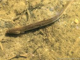 Image result for Anguilla rostrata