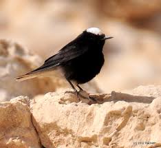 Image result for Oenanthe leucopyga