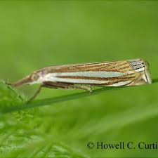 Attēlu rezultāti vaicājumam “Crambus”