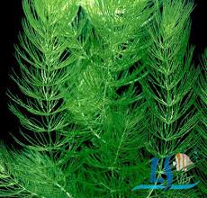 「金魚藻」的圖片搜尋結果