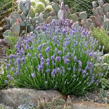 Attēlu rezultāti vaicājumam “Lavandula angustifolia”