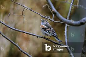 Attēlu rezultāti vaicājumam “Fringilla montifringilla male”