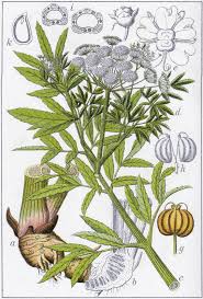 Attēlu rezultāti vaicājumam “Cicuta virosa”