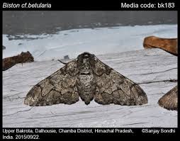 Attēlu rezultāti vaicājumam “Biston betularia”