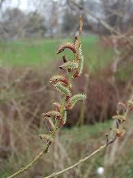 Attēlu rezultāti vaicājumam “Salix purpurea male flower”