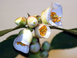 Attēlu rezultāti vaicājumam “Allium cepa bud”