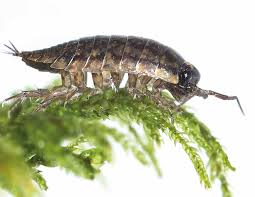 Attēlu rezultāti vaicājumam “Ligidium hypnorum”