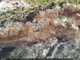 Attēlu rezultāti vaicājumam “Hydnocristella himantia”