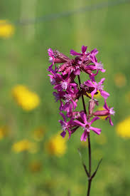 Image result for Pechnelke