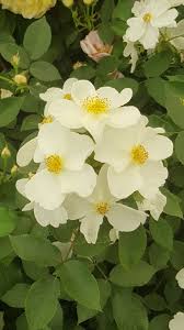 Attēlu rezultāti vaicājumam “Rosa glabrifolia”