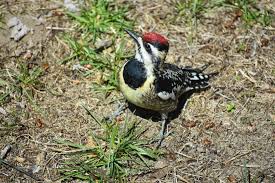 Image result for Sphyrapicus varius