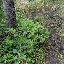 Attēlu rezultāti vaicājumam “Phegopteris connectilis”