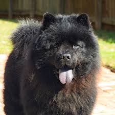 Znalezione obrazy dla zapytania chow