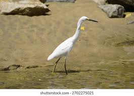 Attēlu rezultāti vaicājumam “Bubulcus ibis”