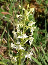 Attēlu rezultāti vaicājumam “Platanthera chlorantha”