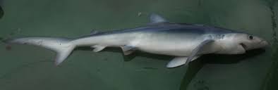 Image result for Prionace glauca