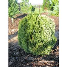 Attēlu rezultāti vaicājumam “Thuja occidentalis”