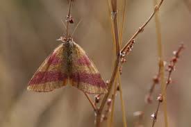 Attēlu rezultāti vaicājumam “Lythria cruentaria”