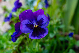 Image result for Viola wittrockiana