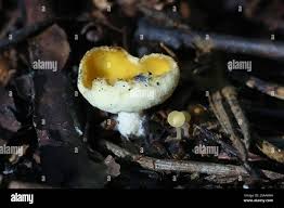 Attēlu rezultāti vaicājumam “Sowerbyella radiculata”