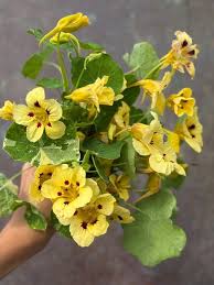 Image result for Tropaeolum majus