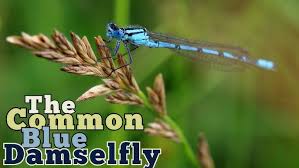 Attēlu rezultāti vaicājumam “Enallagma cyathigerum”