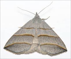 Attēlu rezultāti vaicājumam “Colobochyla salicalis”