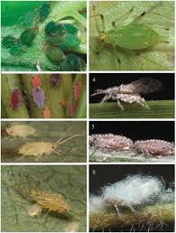 Attēlu rezultāti vaicājumam “Thecabius affinis”