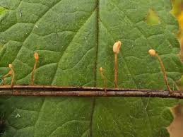 Attēlu rezultāti vaicājumam “Heyderia pusilla”