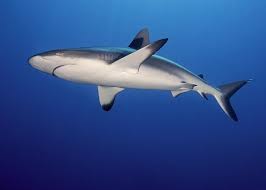 Image result for Carcharhinus amblyrhynchos