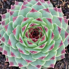 Attēlu rezultāti vaicājumam “Campylophyllum calcareum”