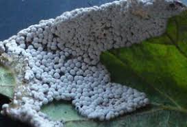 Attēlu rezultāti vaicājumam “Diderma rufostriatum”