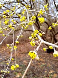 Attēlu rezultāti vaicājumam “Cornus mas flower”