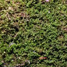 Attēlu rezultāti vaicājumam “Blepharostoma trichophyllum”