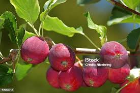 Attēlu rezultāti vaicājumam “Malus baccata fruit”