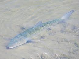 Image result for Albula vulpes