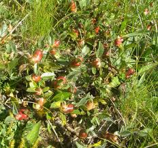 Attēlu rezultāti vaicājumam “Rabdophaga salicis”