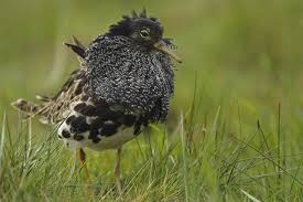 Attēlu rezultāti vaicājumam “Philomachus pugnax adult”