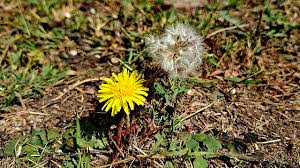 Attēlu rezultāti vaicājumam “Taraxacum officinale aggr. flower”